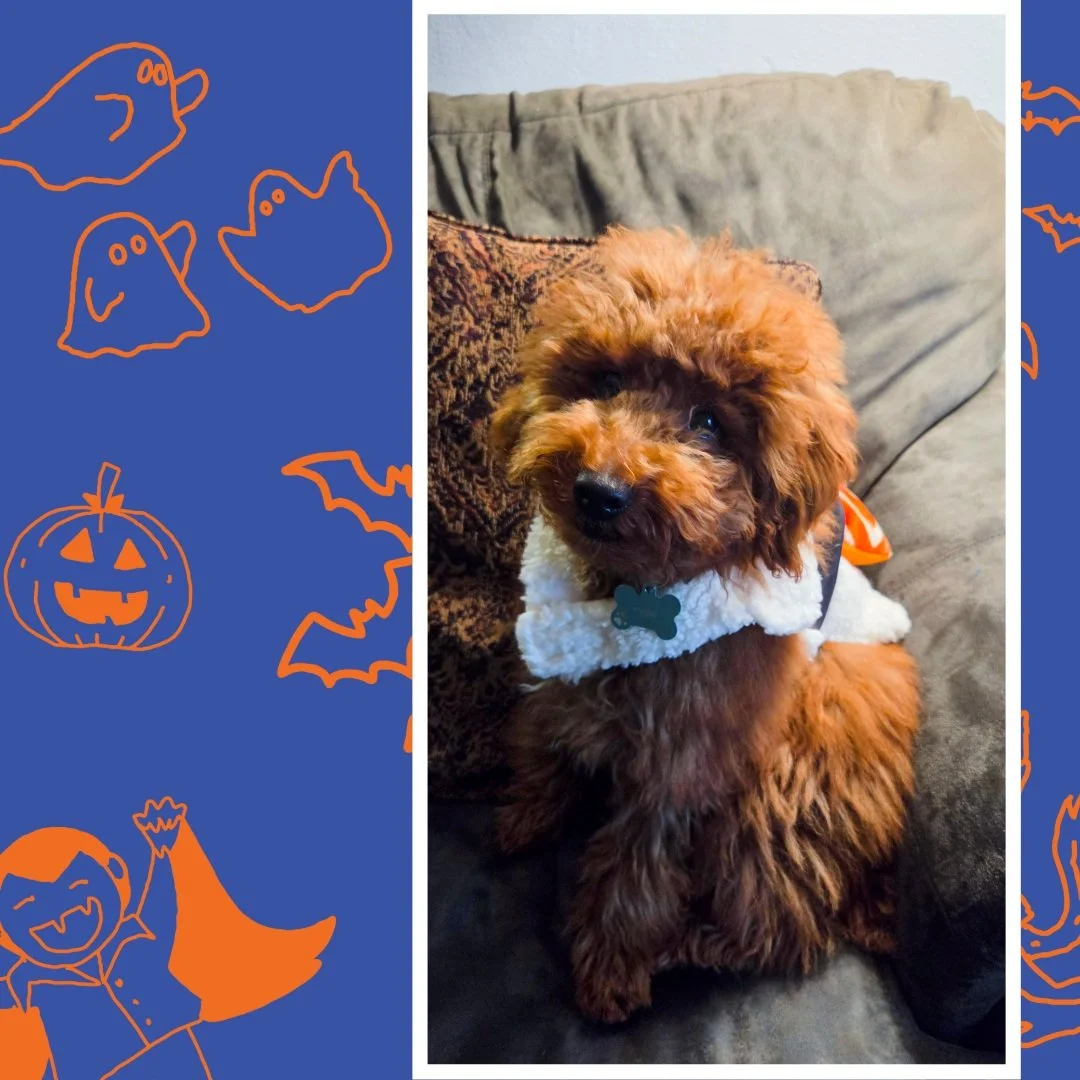 Rollin&rsquo; into Halloween like... 🍣🎃

@sassy_pooch 

#HappyHalloween #SushiPup #TrickOrTreat #SpookySeason
