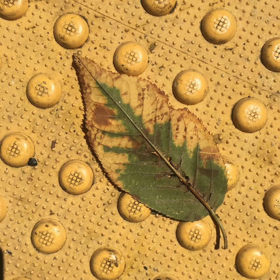 Chameleon leaf