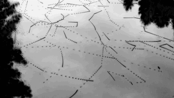Revealing the Hidden Patterns of Birds and Insects in Motion