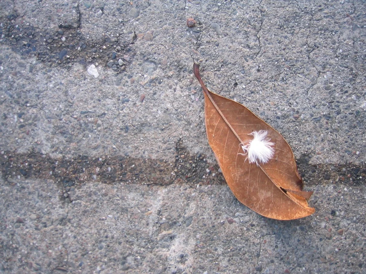 LookingDown_4863.jpg