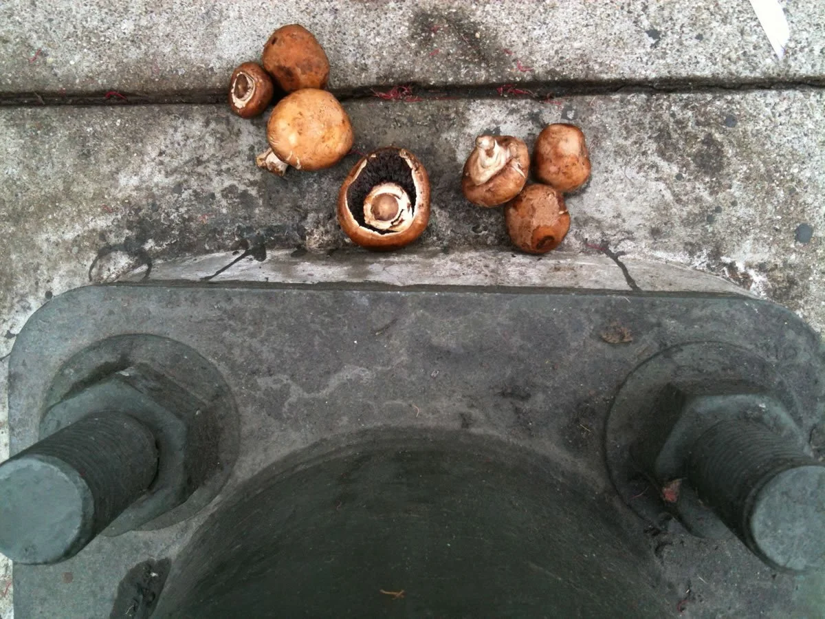 LookingDown_0253.jpg