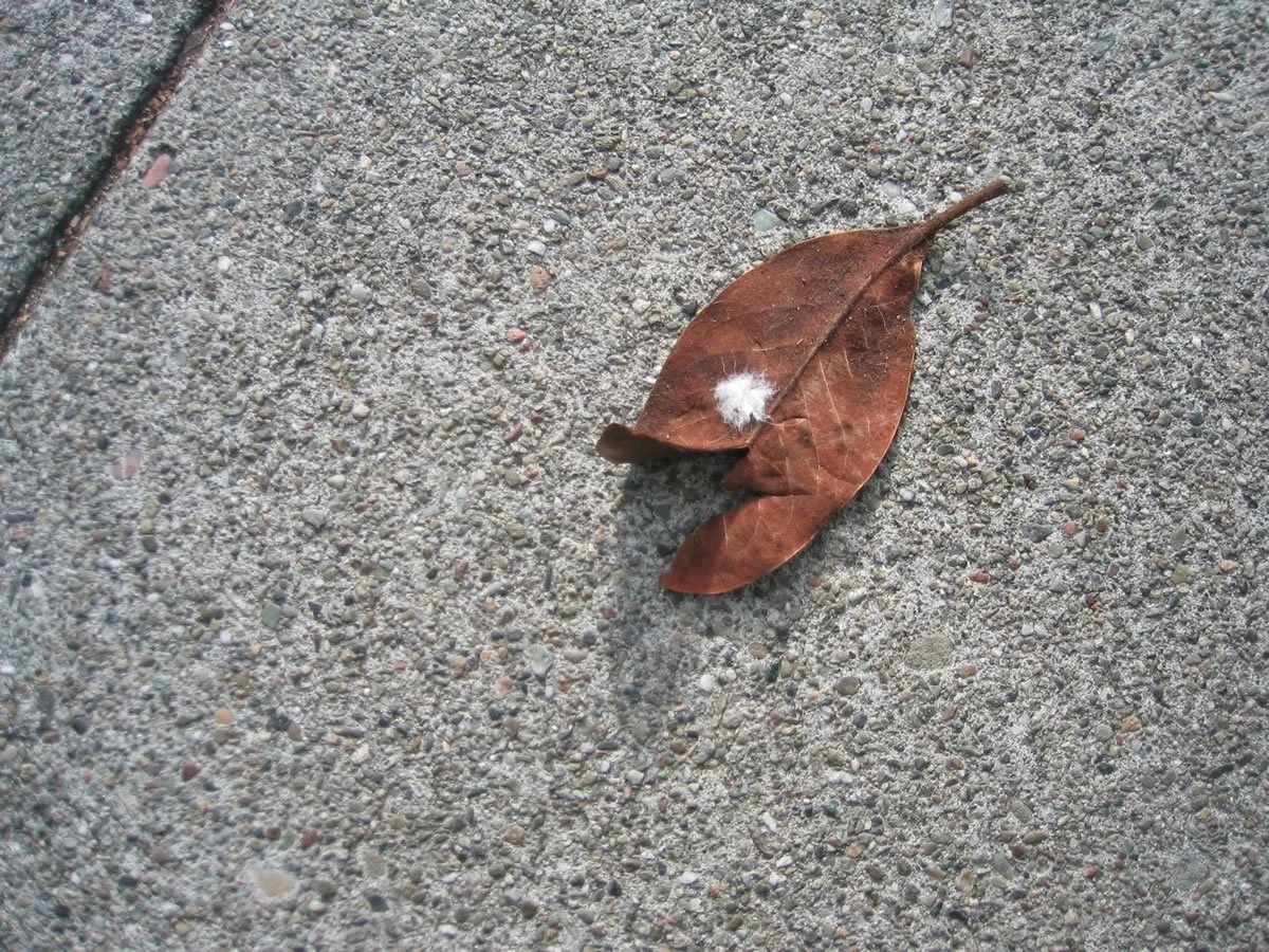 LookingDown_4905.jpg