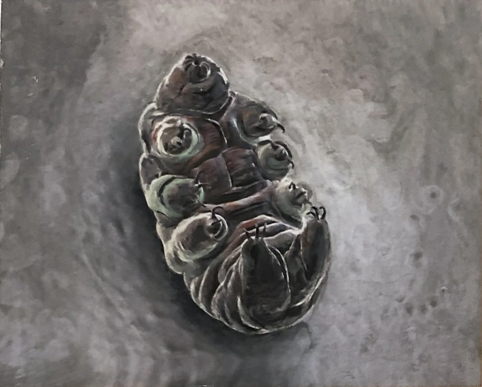 tardigrade IMG_9889.jpg