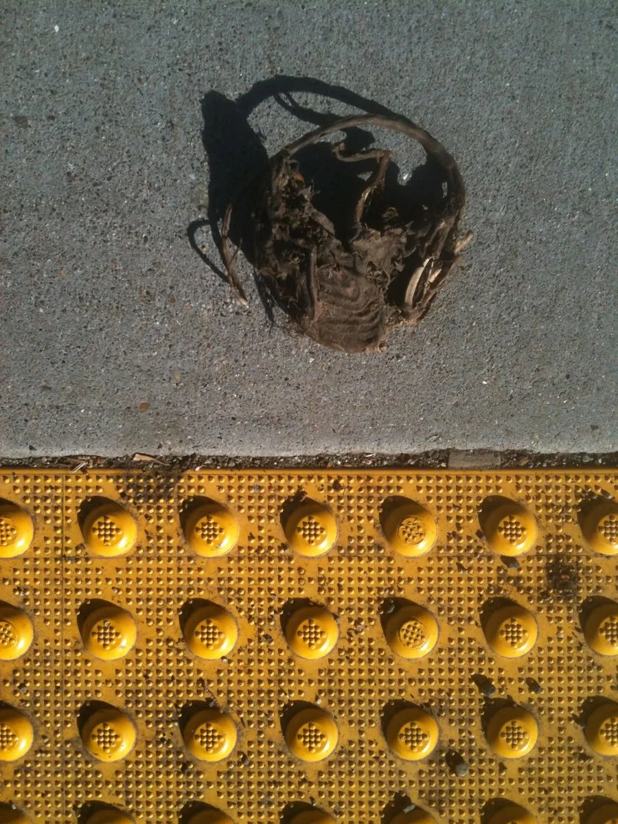 LookingDown_2409.jpg