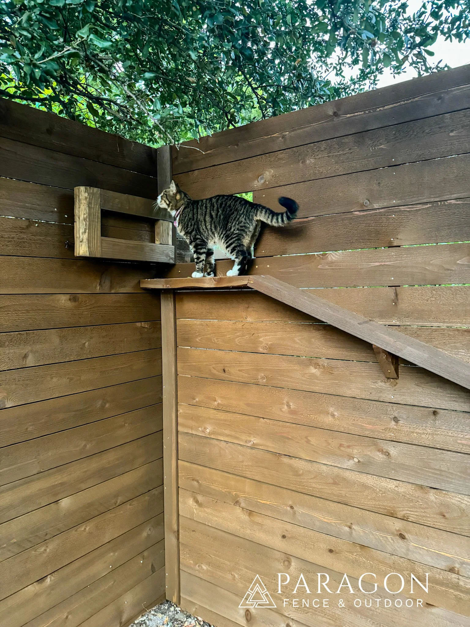 A tabby cat standing on a wooden platform inside a fenced outdoor area, with greenery visible above.