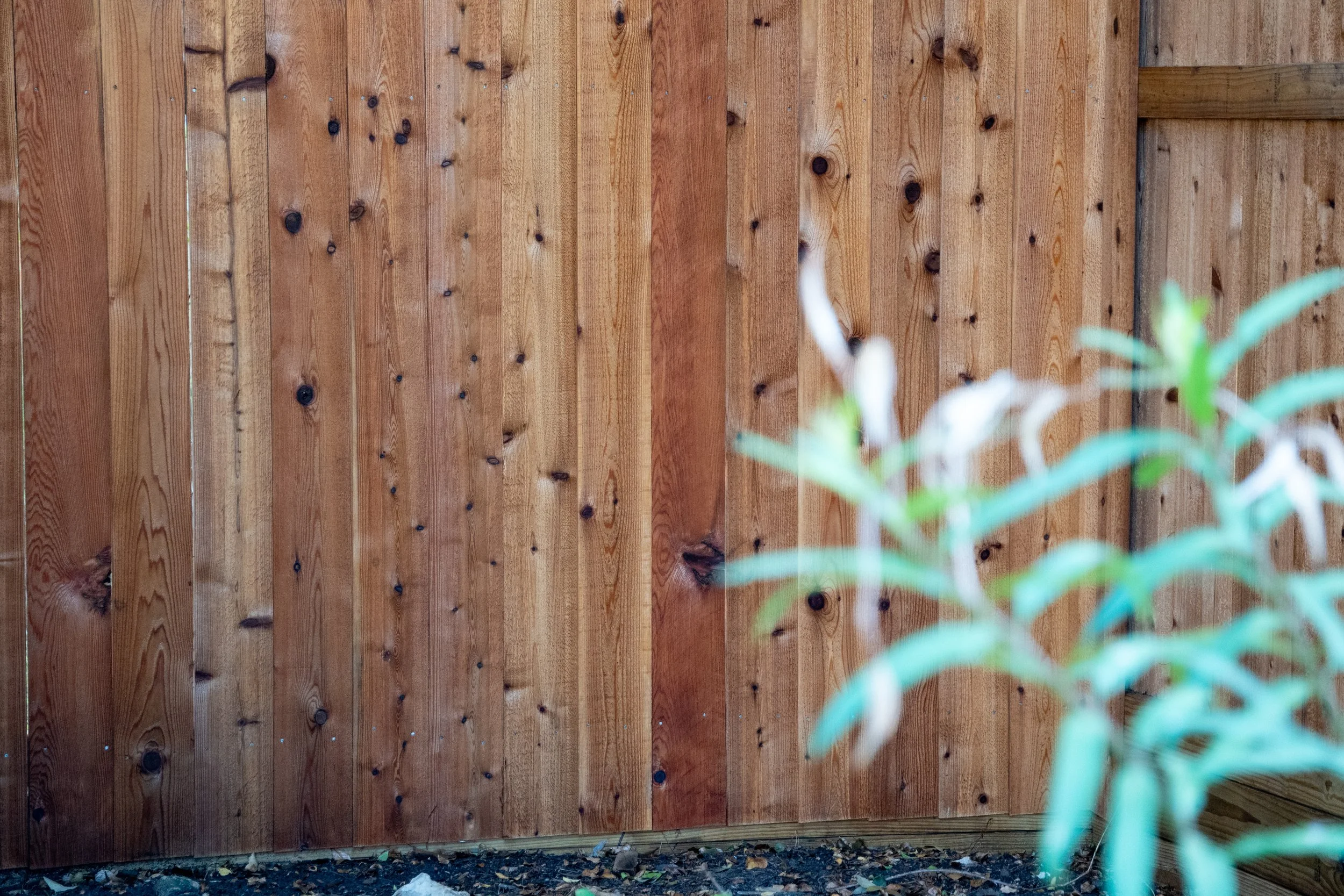 A wooden fence with vertical planks and a small green plant in the foreground.
