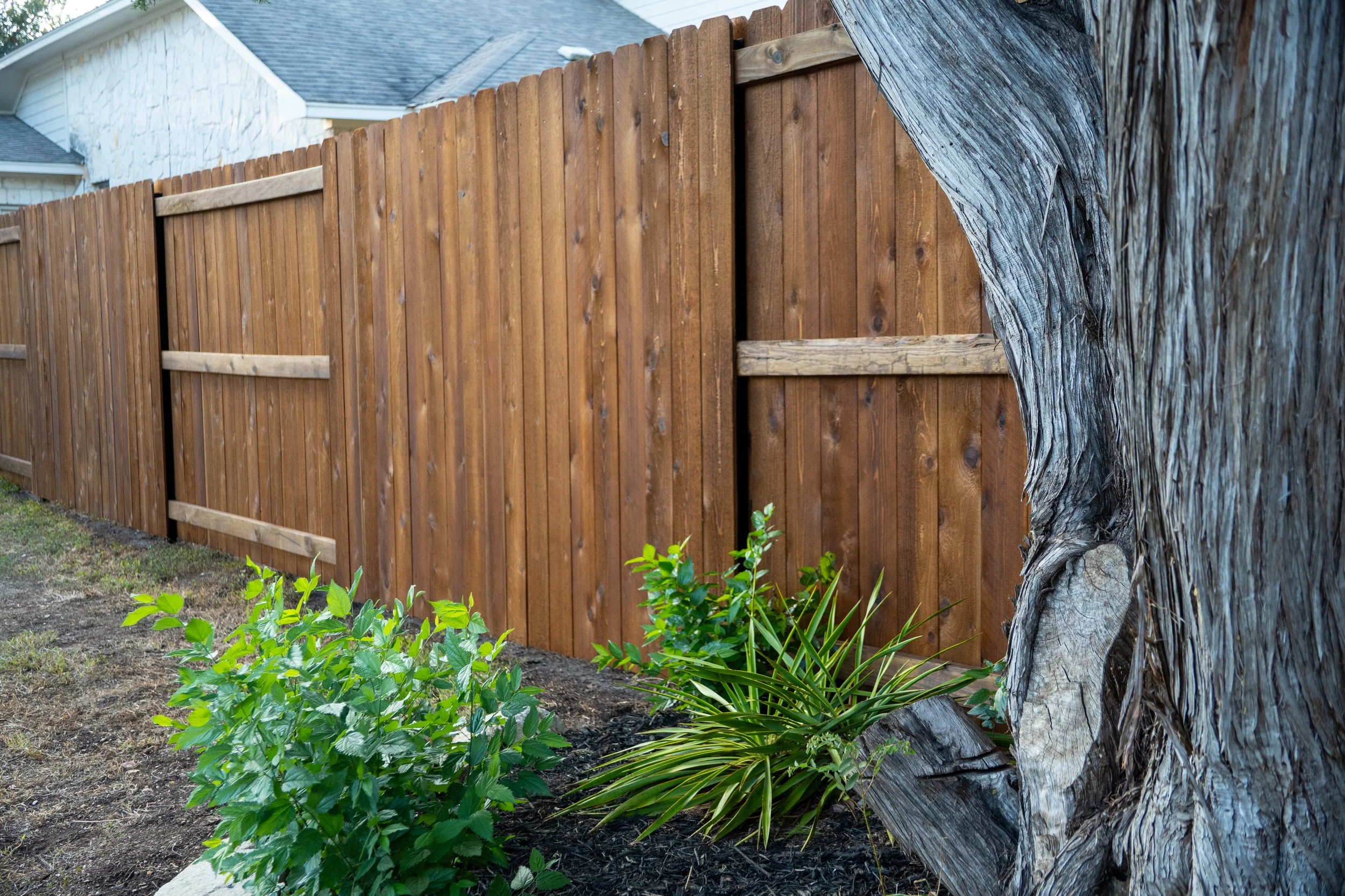 Wooden backyard fence with an open gate, next to a textured tree trunk and some green plants at the base.