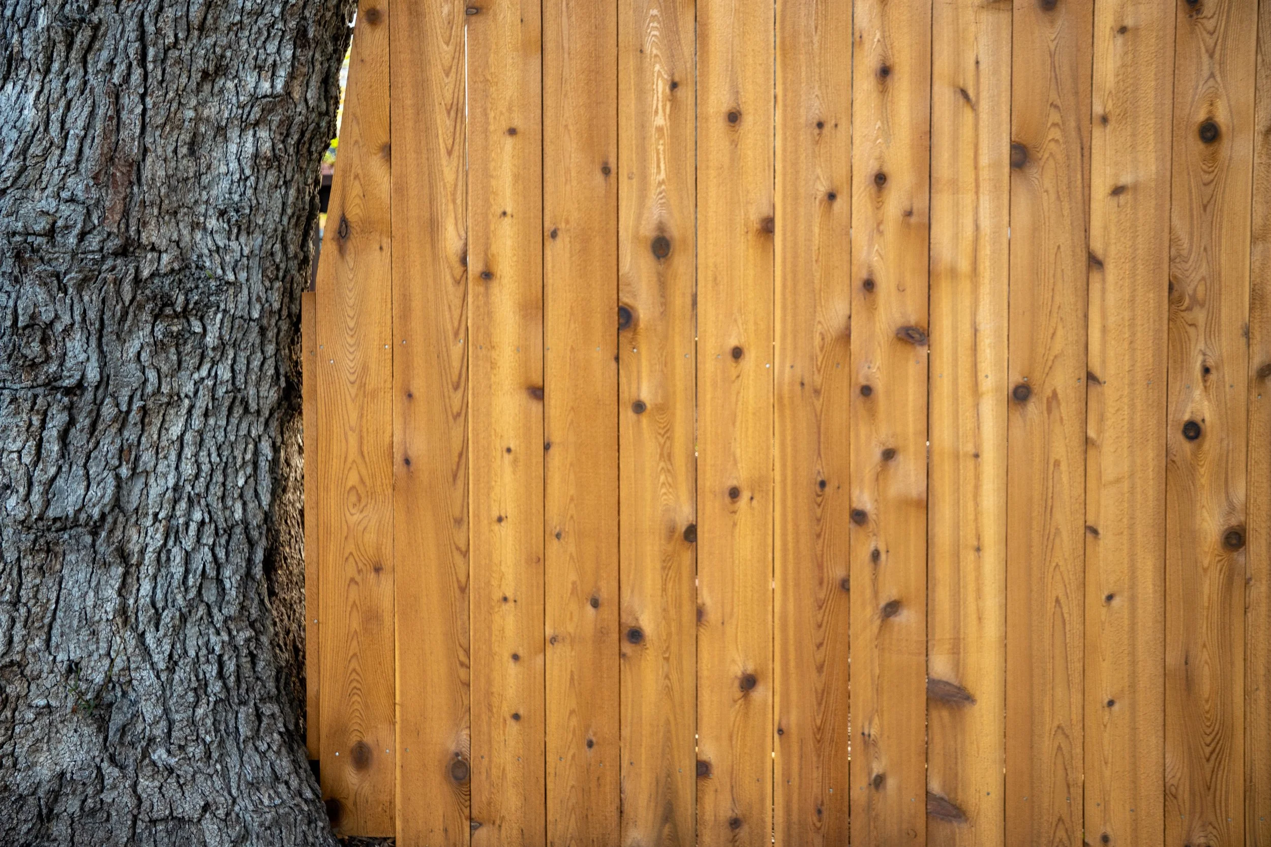 Close-up of a large tree trunk next to a wooden fence made of vertical planks.