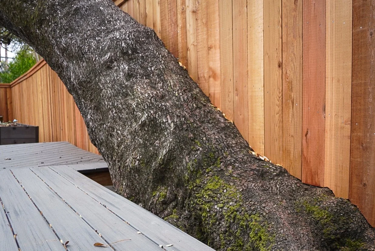 A large tree with moss on its dark bark growing beside a wooden fence and a wooden deck.