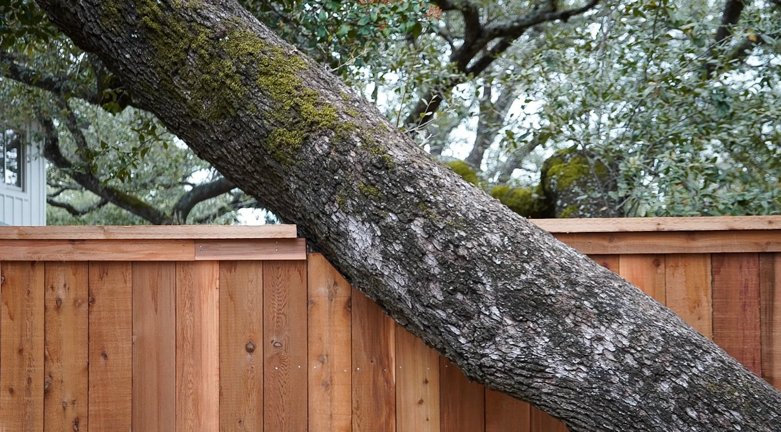 A large tree leaning over a wooden fence with green foliage in the background.