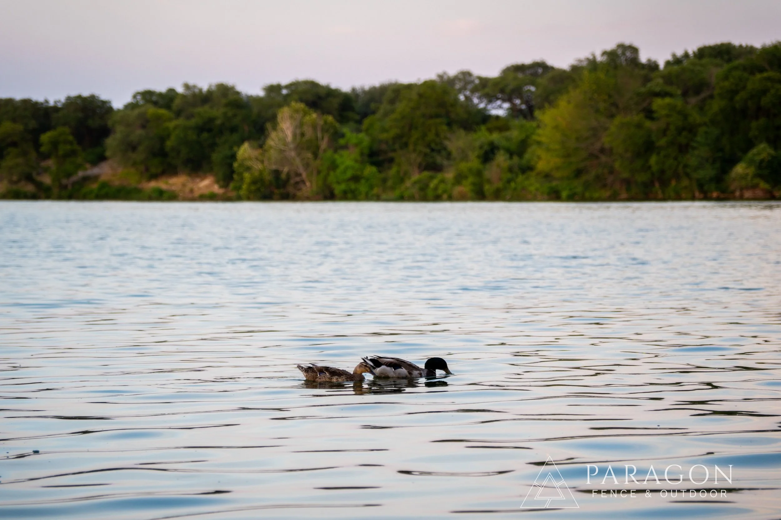 Two ducks swimming in a body of water with trees and a cloudy sky in the background.