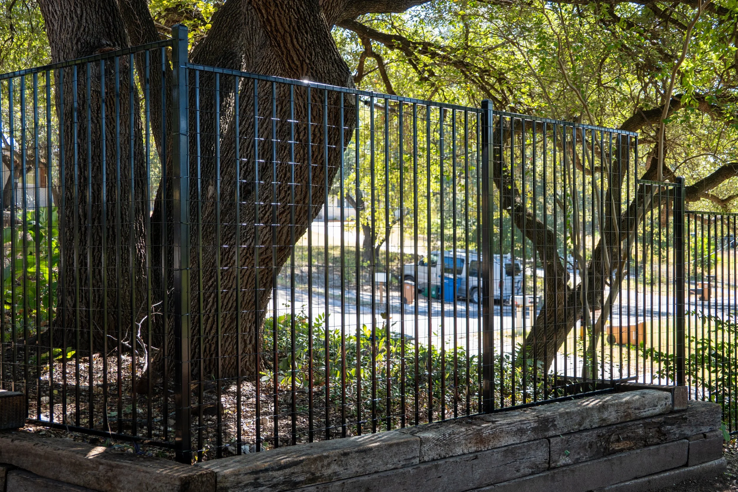 Black metal fence surrounding a large tree with thick bark and branches, with cars and a street visible in the background