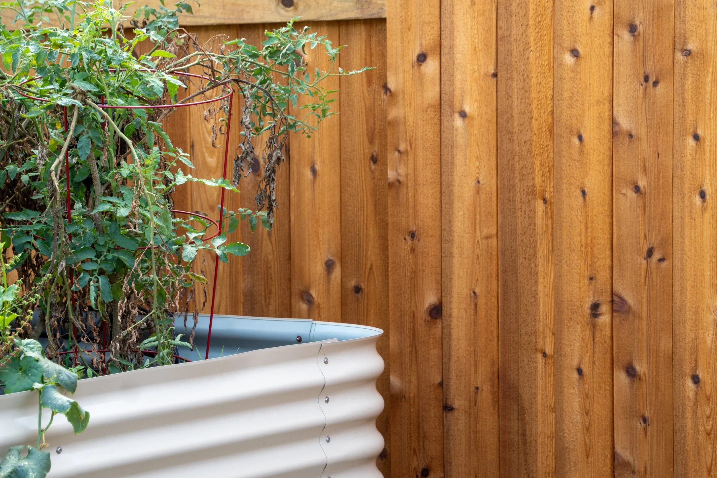 A vertical cedar wood fence next to a raised garden bed.
