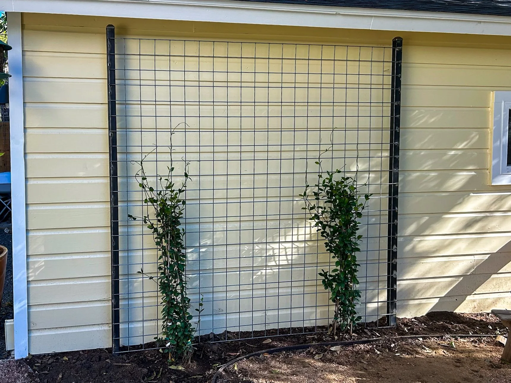 Two green climbing plants in front of a metal trellis attached to the yellow exterior wall of a house.