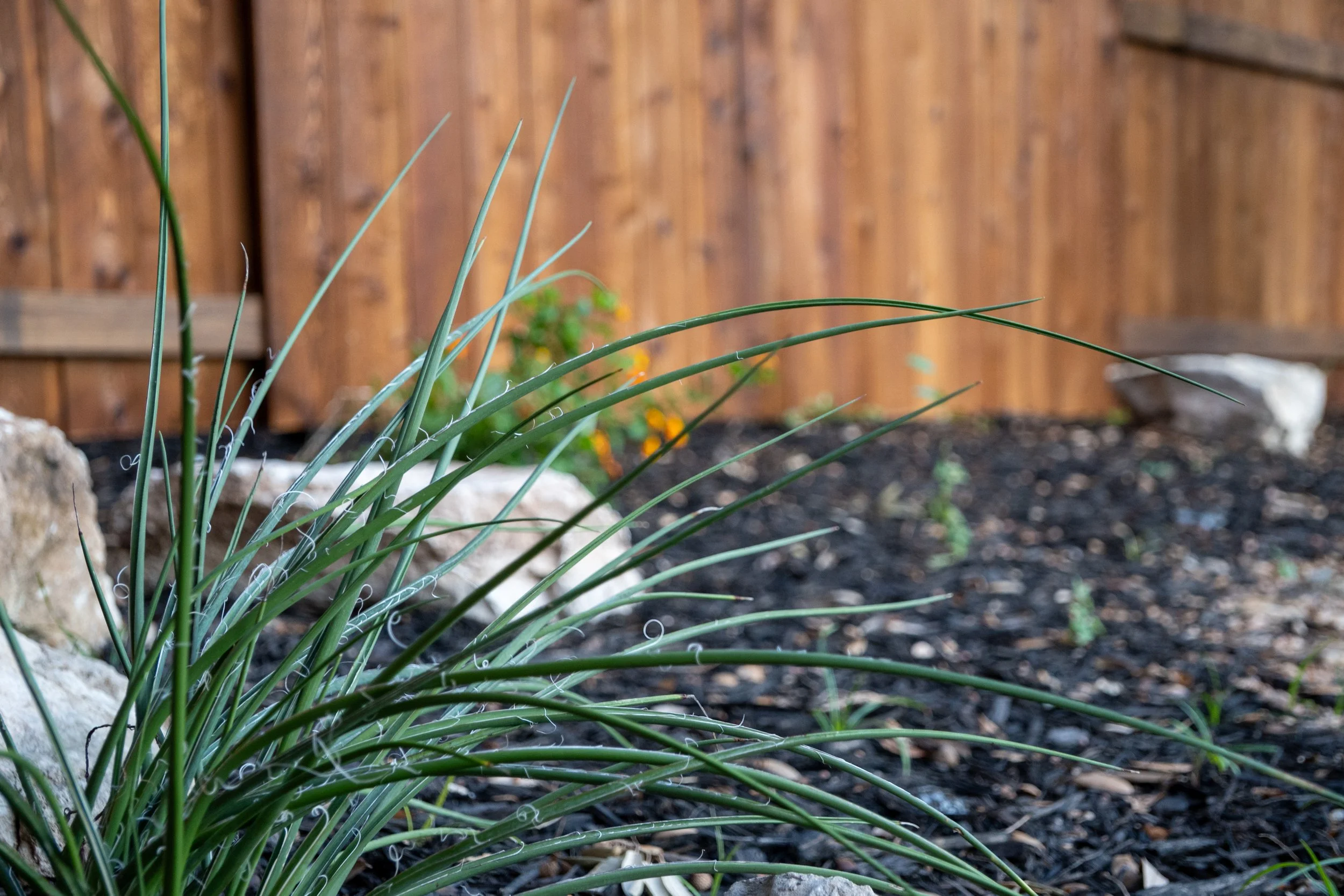 Close-up of grass and small plants growing in a garden with a wooden fence in the background.