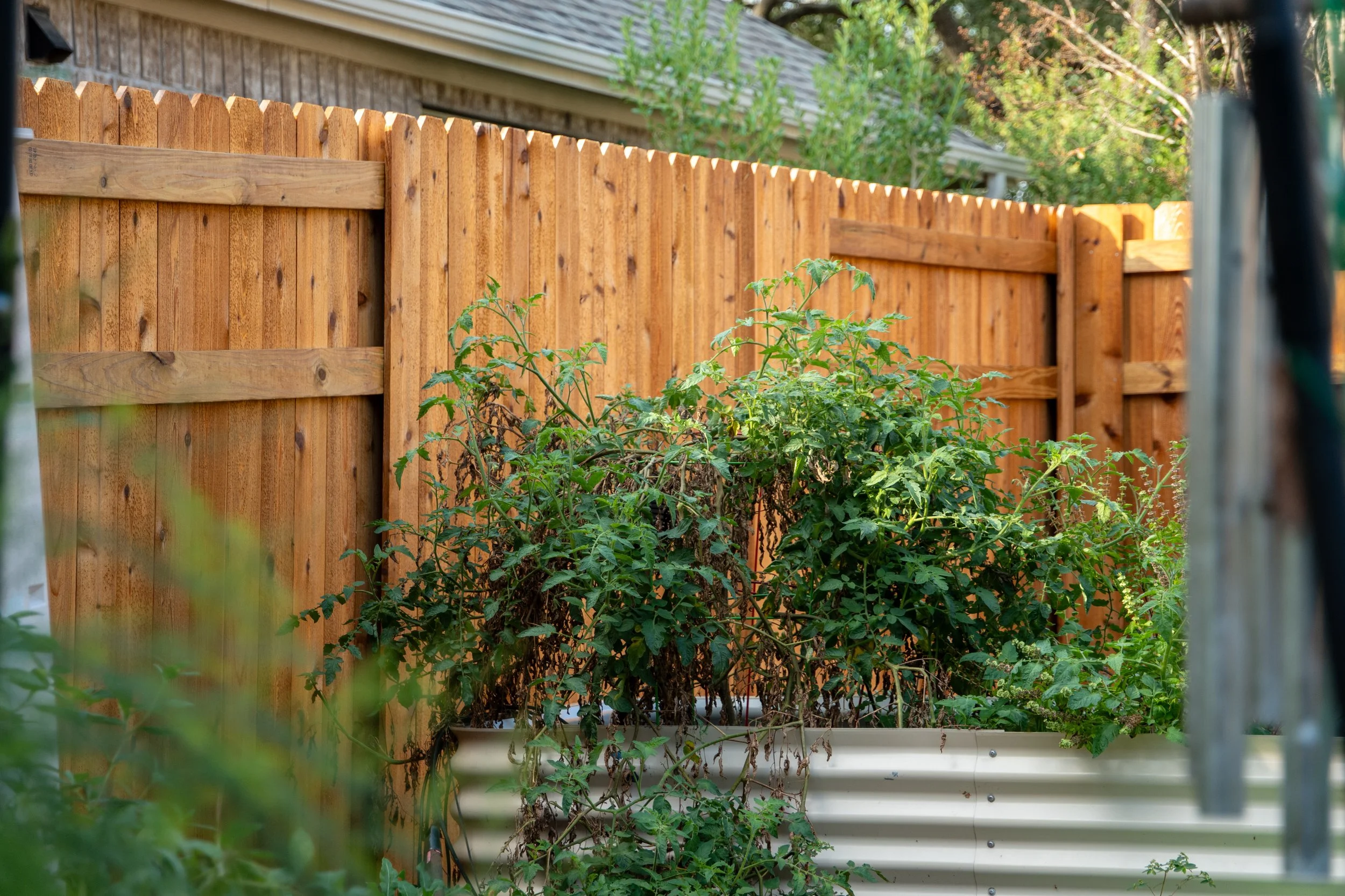 A garden with a wooden privacy fence and tomato plants growing in a white raised bed.