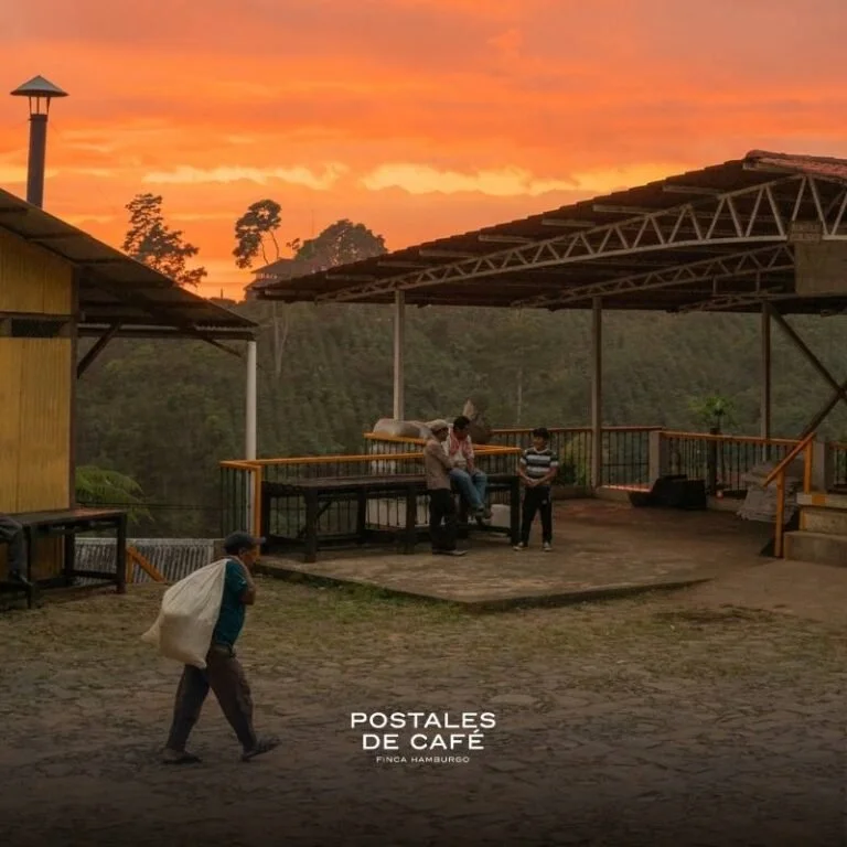postales-de-cafe-finca-hamburgo-coffee-5-768x768.jpg