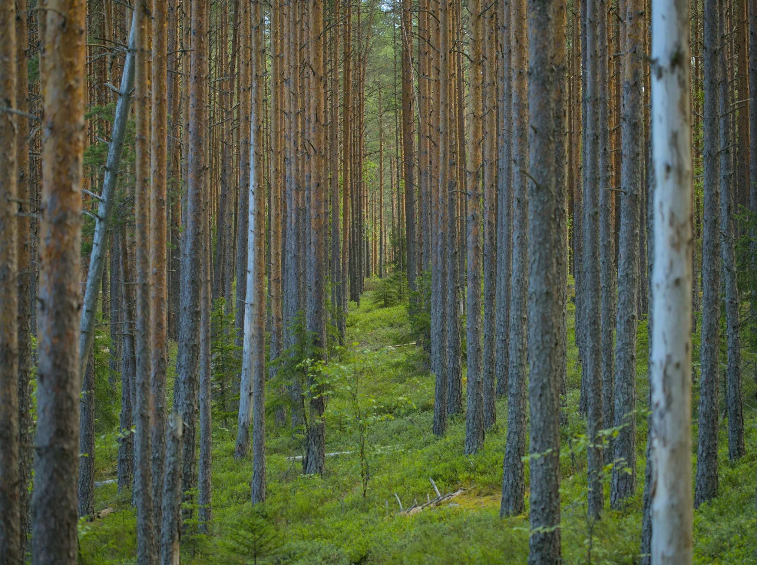 Why Boundaries Are Not Just a Mindset Practice: A Somatic Approach for Women Who Feel Burnt Out