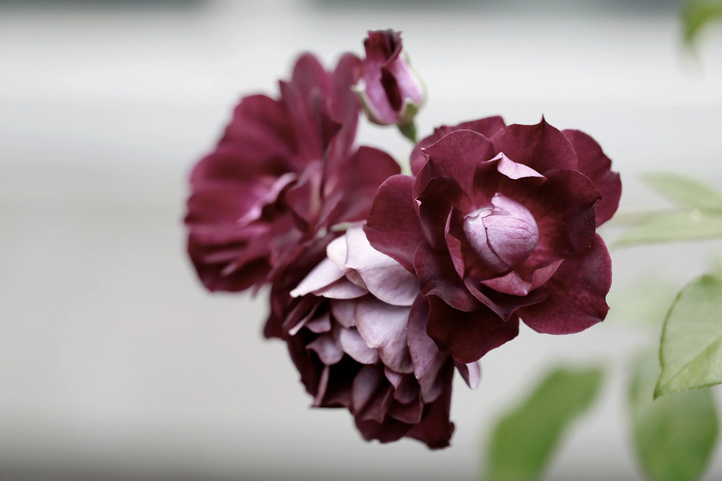 Conscious Conception and Fertility Grief: When Spiritual Advice Makes Infertility Feel Like Your Fault