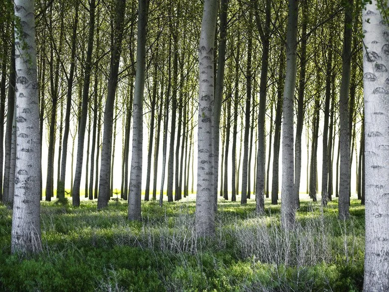 Poplar