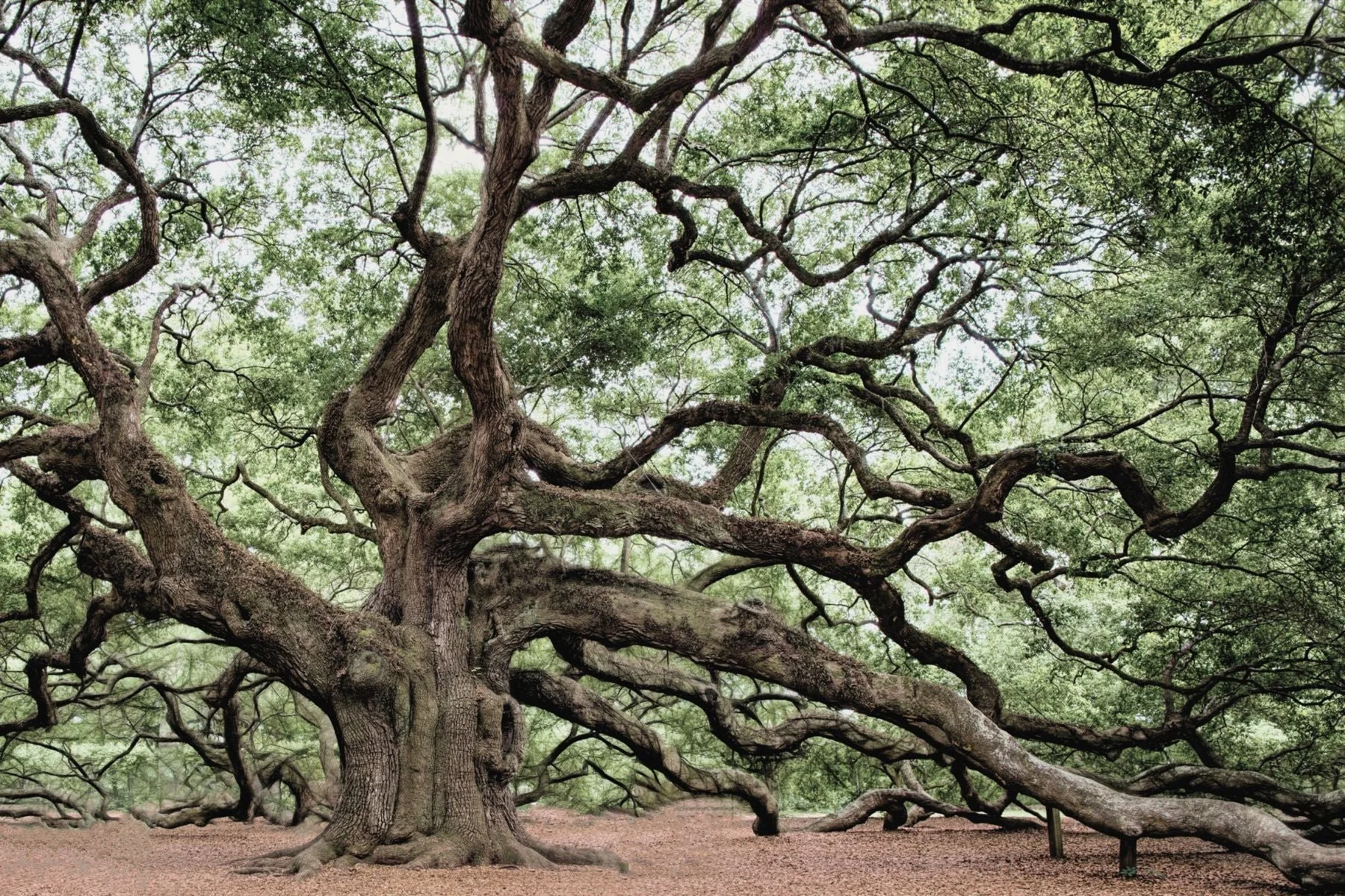 Oak