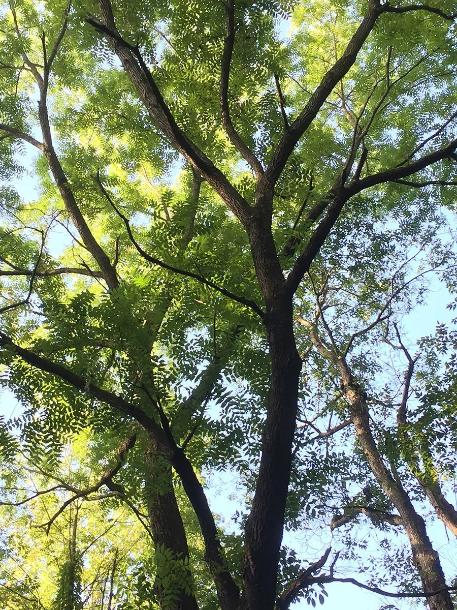 Walnut