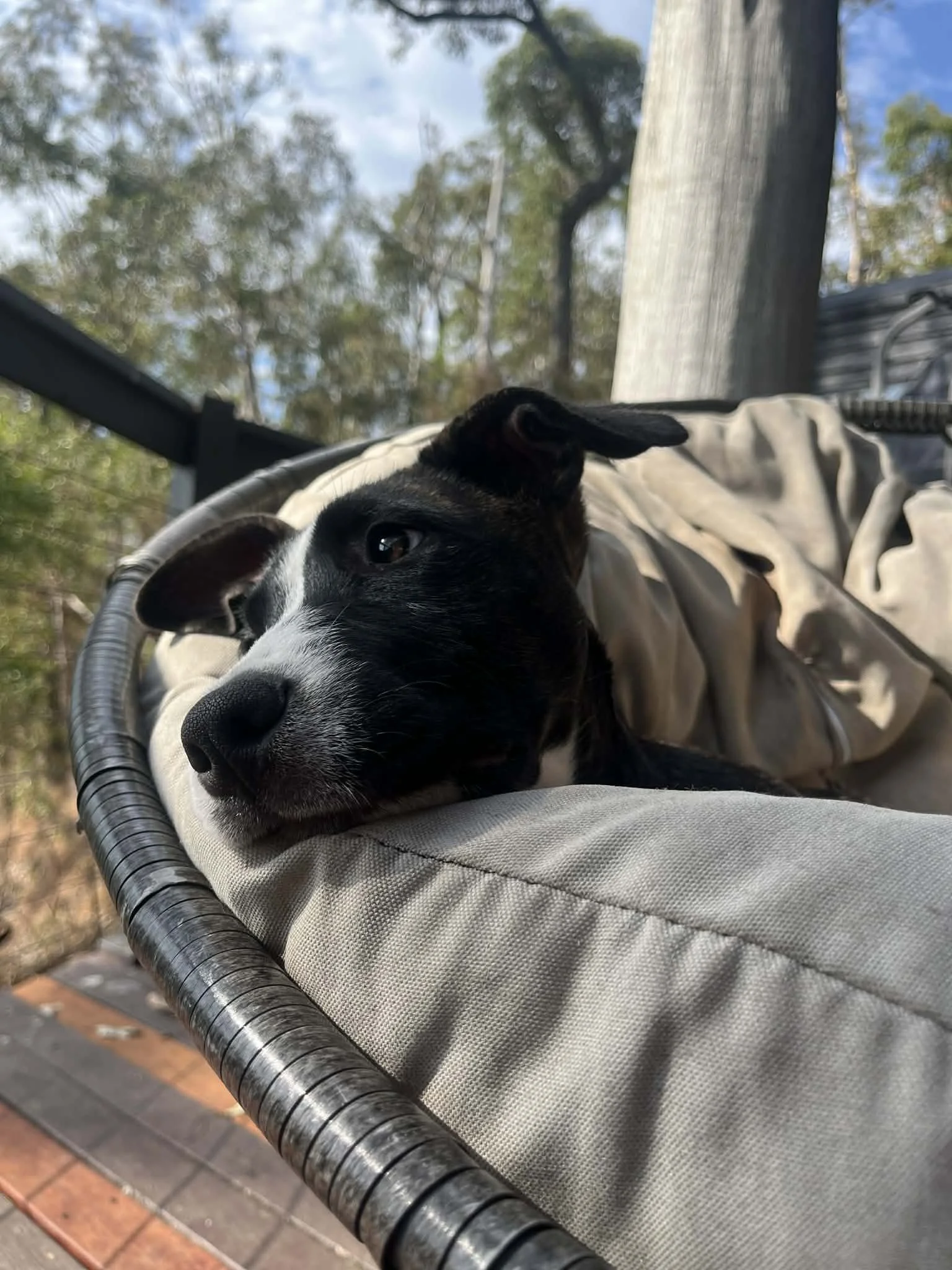 puppy sitting outside on chair