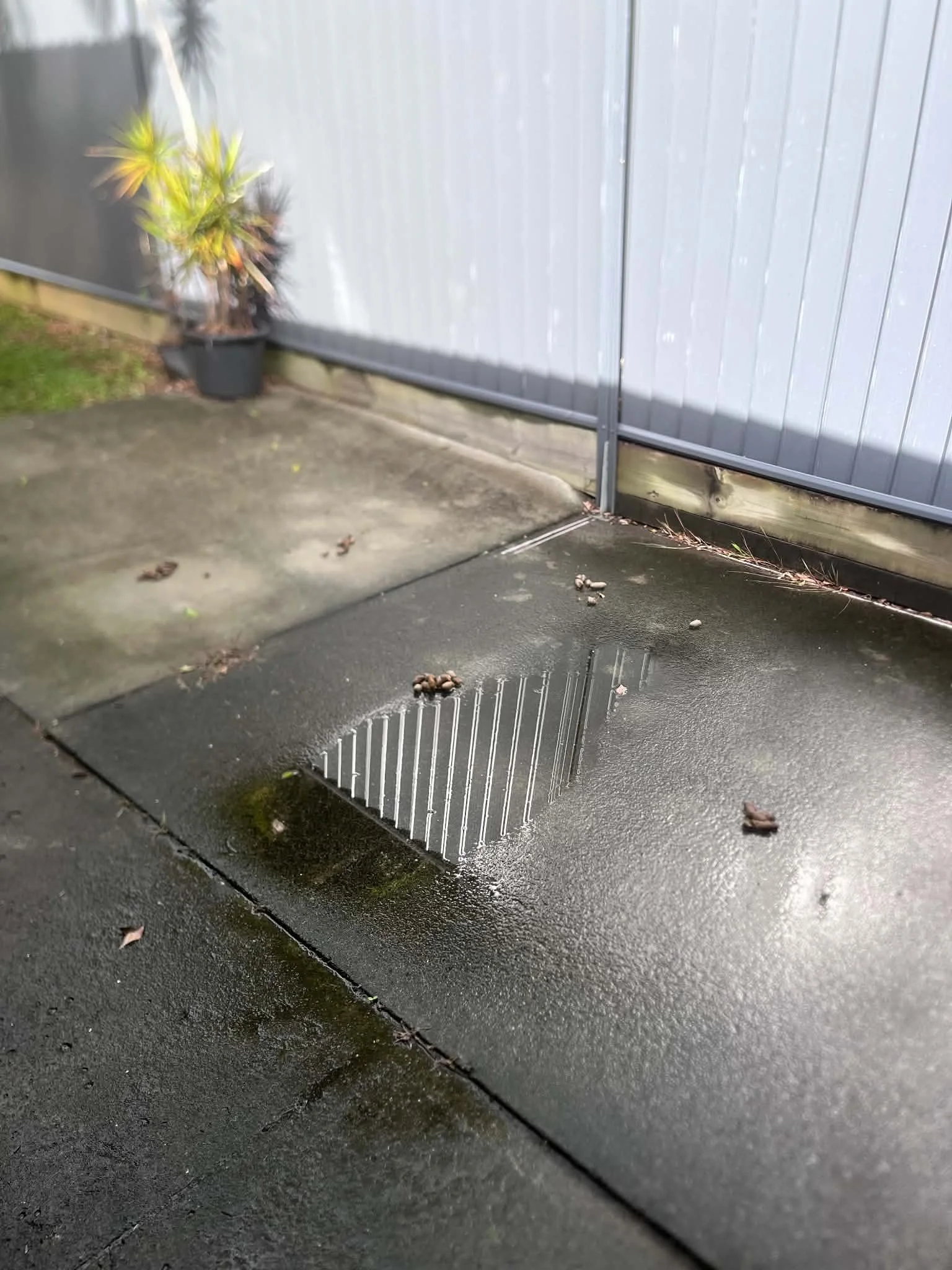 Wet pavement with a drainage grate, scattered leaves, and a grey fence with a potted plant nearby.
