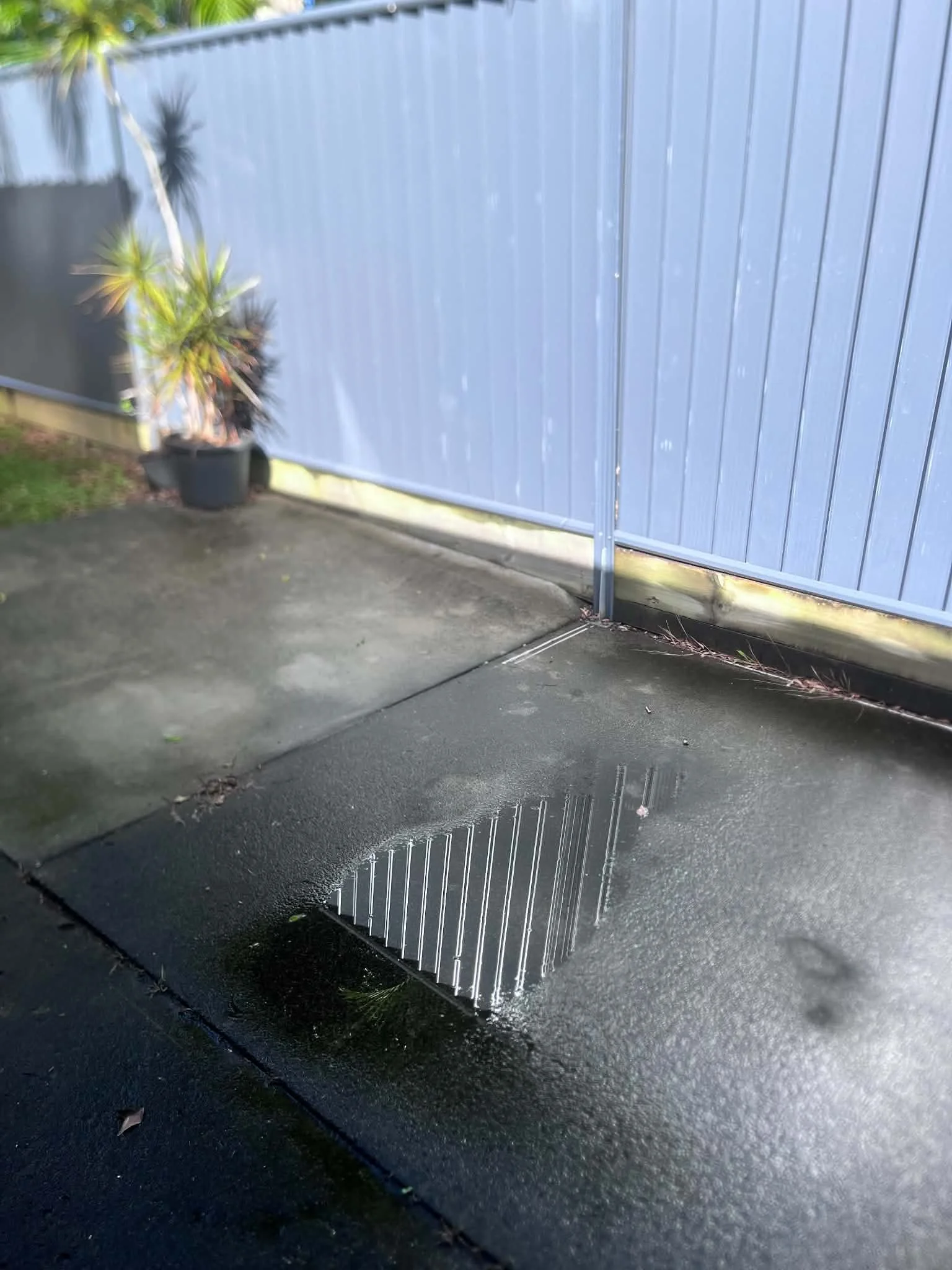 Wet black asphalt surface with fallen leaves in front of a blue metal fence and potted plant with spiky leaves
