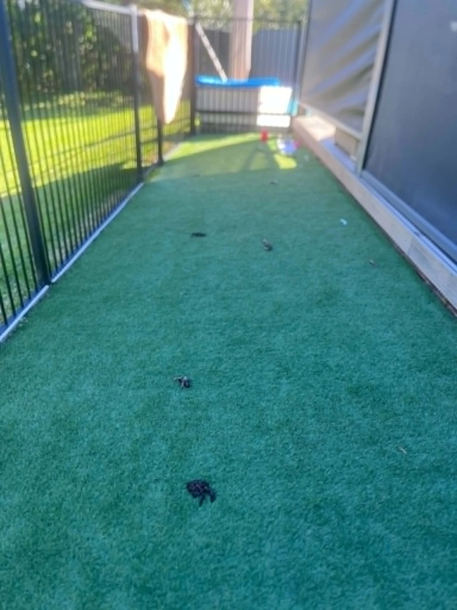 A small outdoor patio with green artificial grass, enclosed by a black metal fence. Some small objects are scattered on the grass, and there is a blue plastic container with a white object inside and a set of colorful toys or tools nearby. The patio 