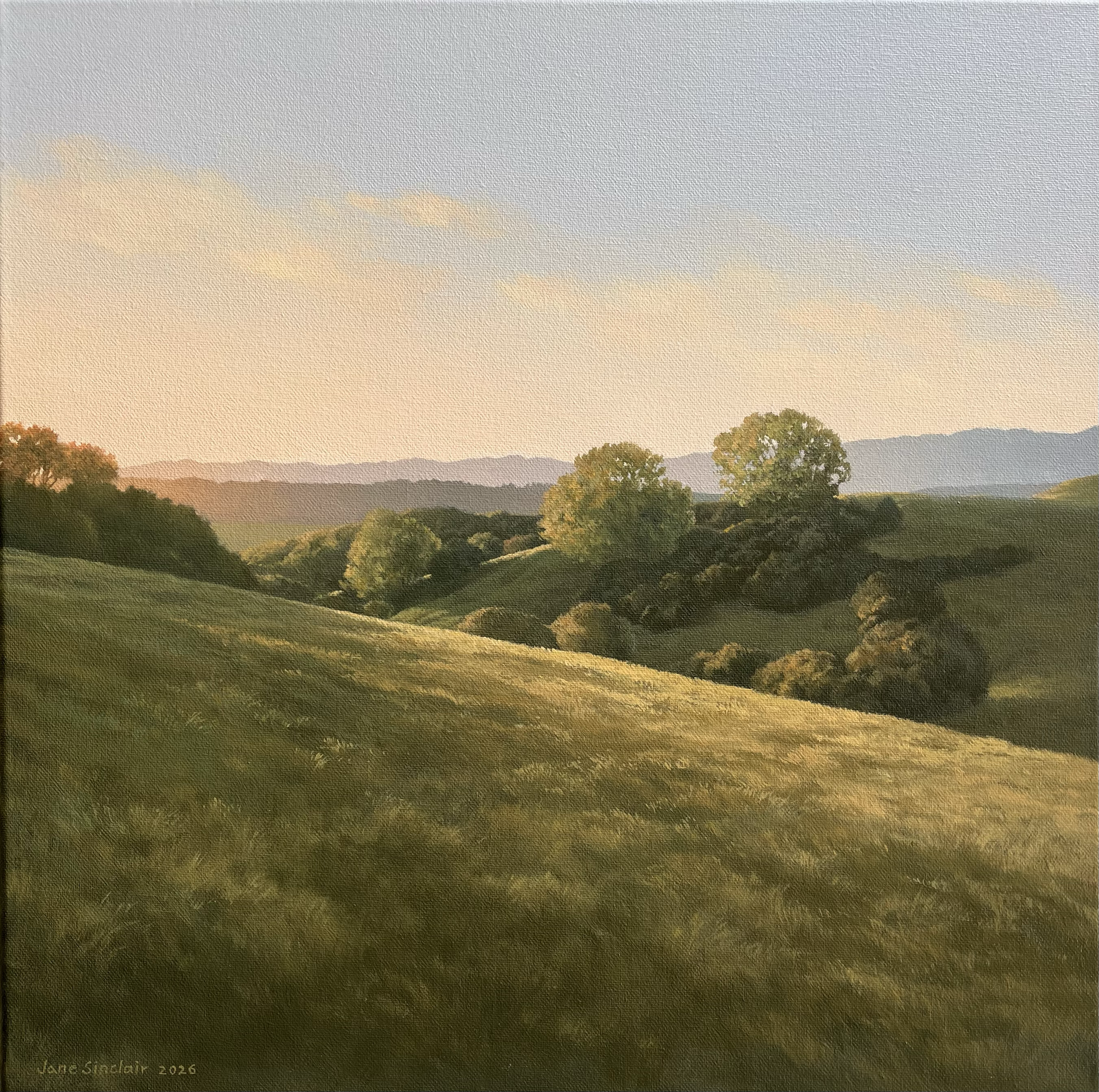 Golden evening light falls across rural Wairarapa farmland. Evening walk series. 