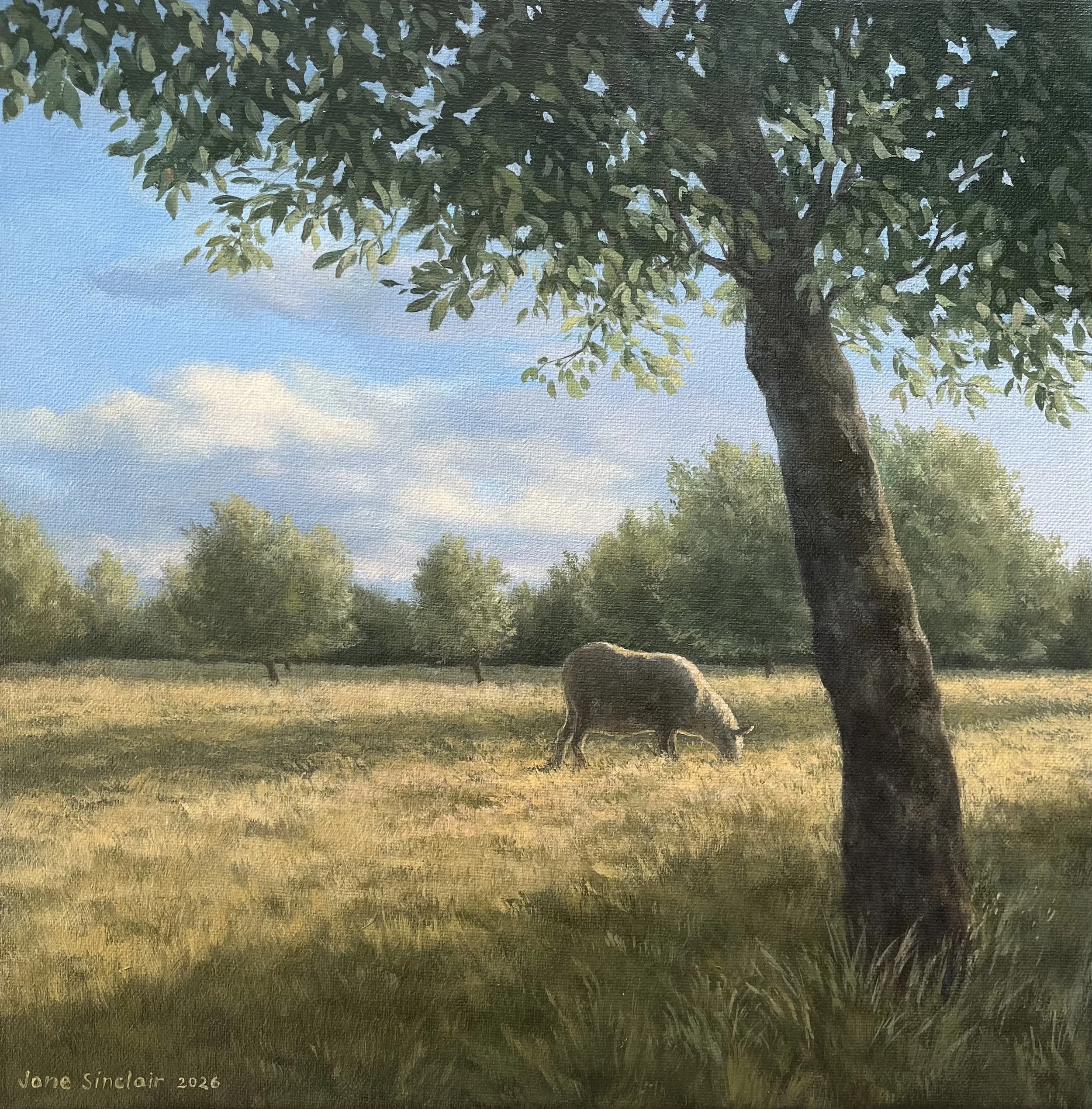 The Olive Grove | Oil on Canvas 300x300mm NZ$900.00