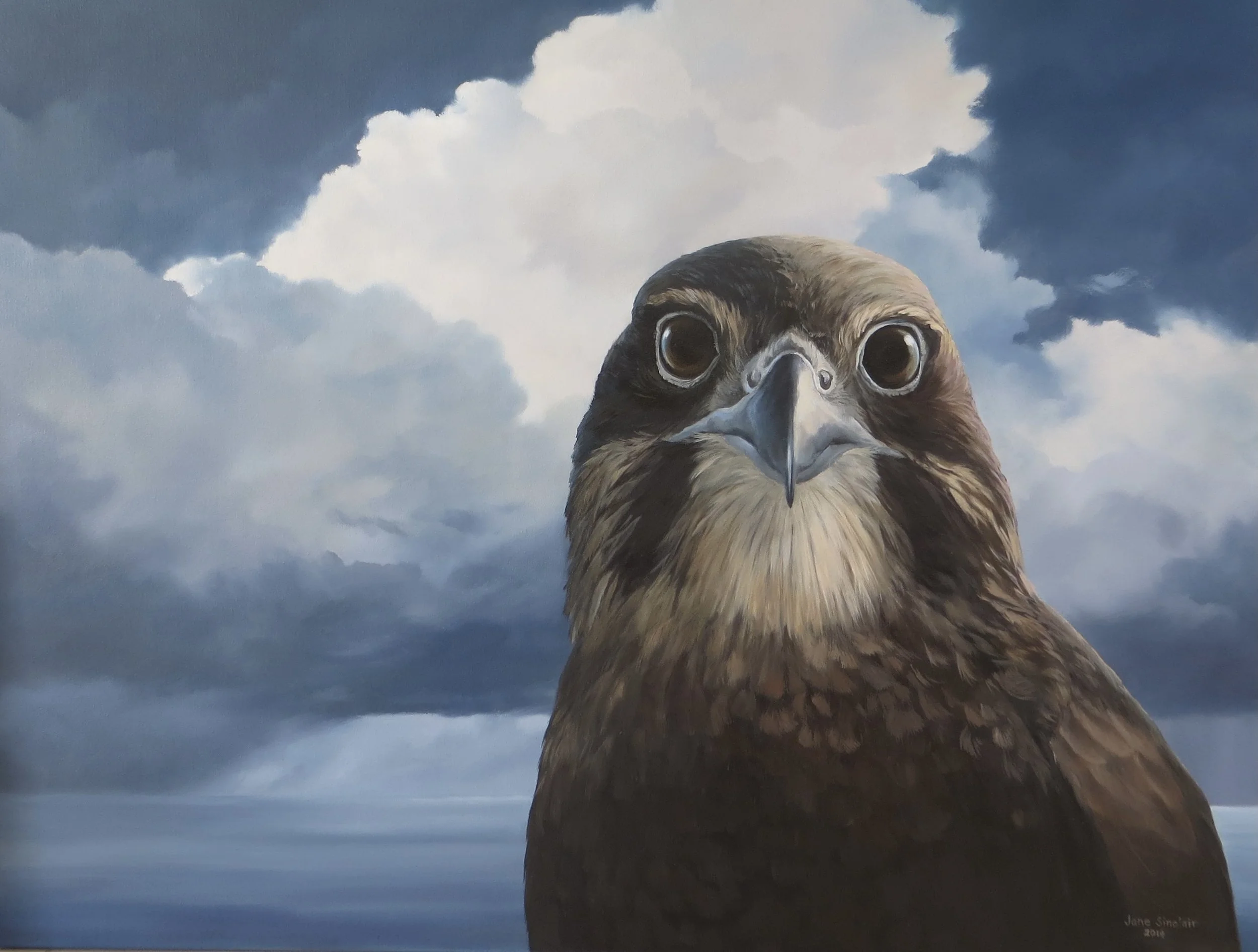 Print of a NZ Falcon Close-up of a bird of prey, possibly a hawk or eagle, with dark clouds and a body of water in the background.