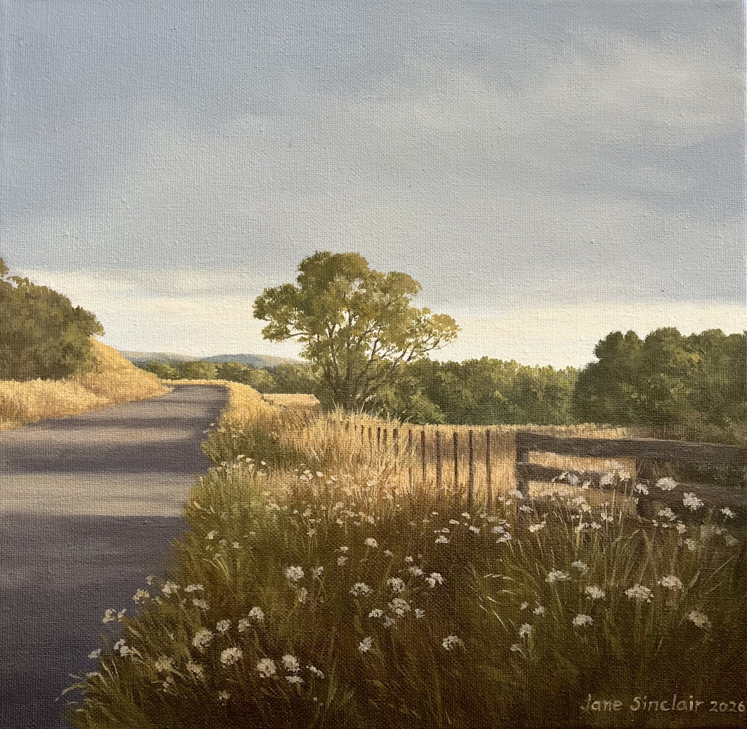 Late afternoon light in rural Wairarapa landscape with wild flowers in foreground. Evening Walk series. 