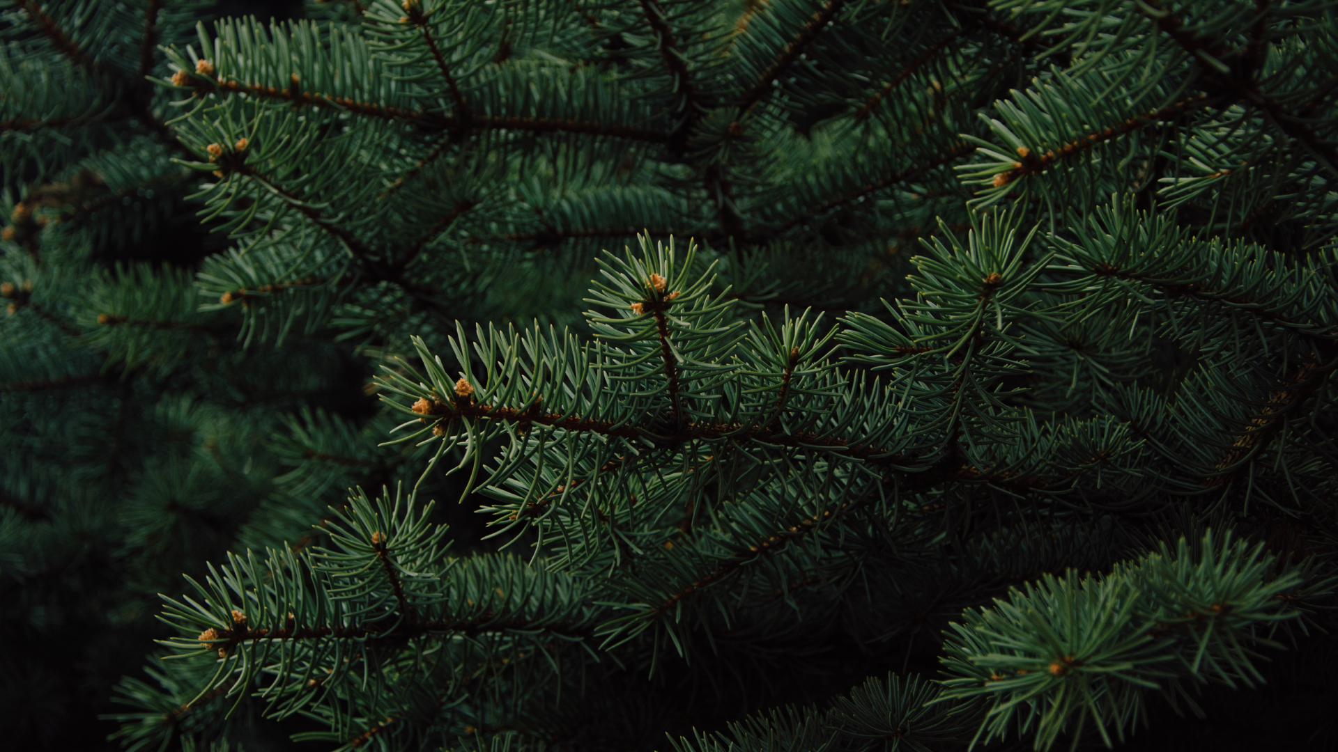 Close-up of green pine tree branches with needle leaves.