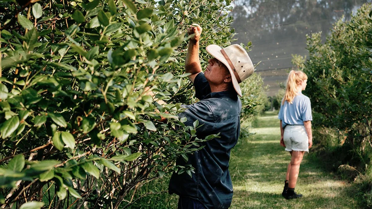 Blueberry picking, fun for the whole family