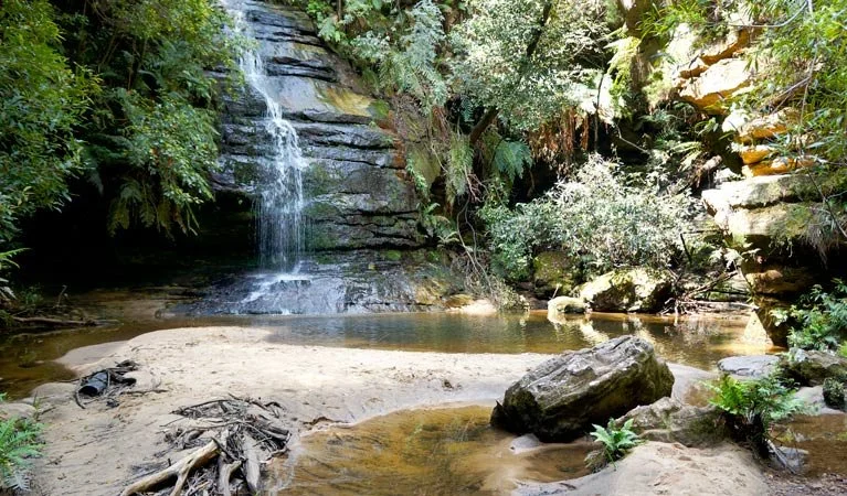 Lyrebird Dell Walking Track