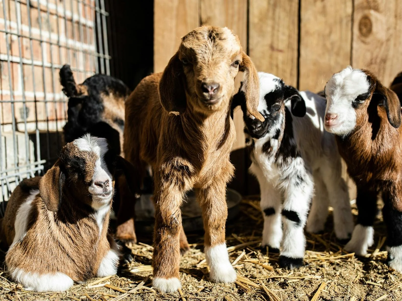 The Woods Farm 