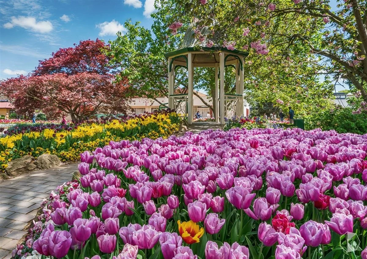 Tulip Festival