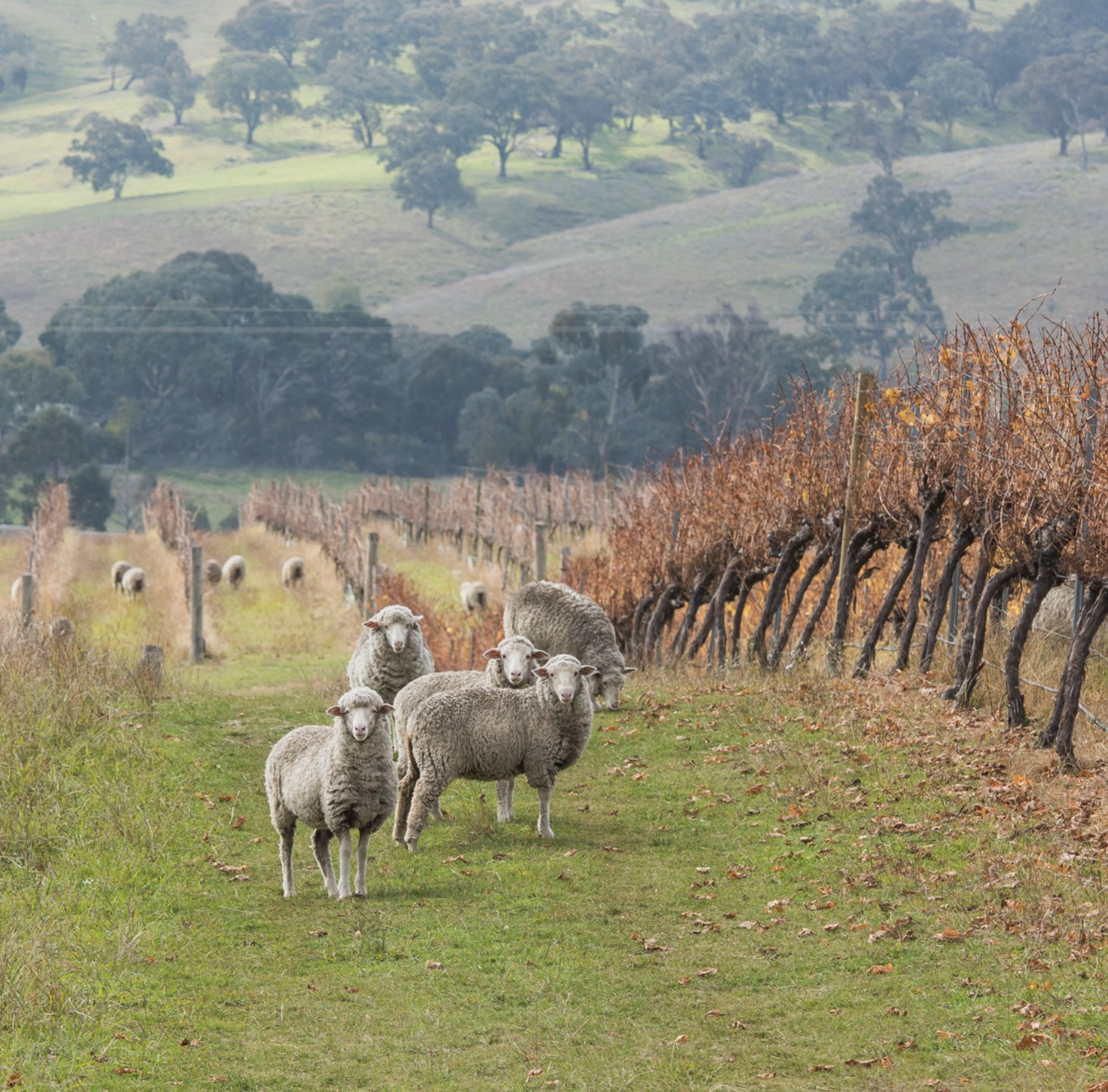 Ross Hill Wines