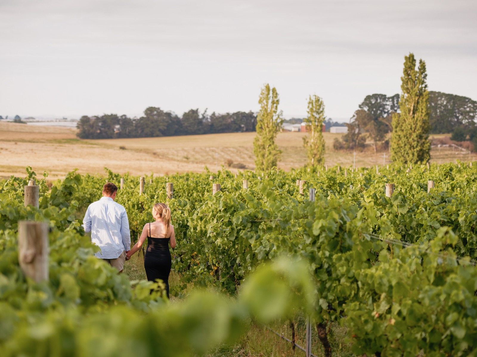 Pinnacle Wine Walk