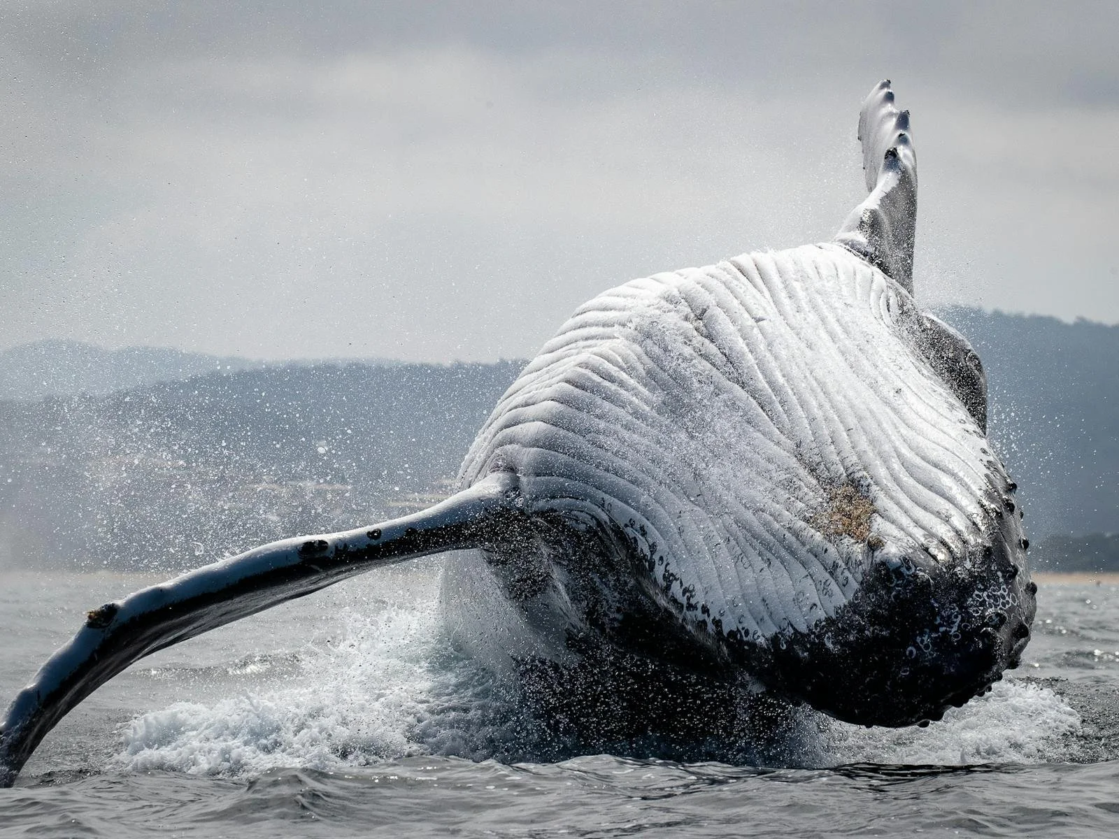 Sapphire Coastal Adventures