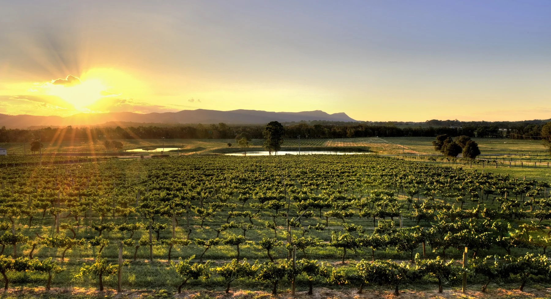 Allandale Winery