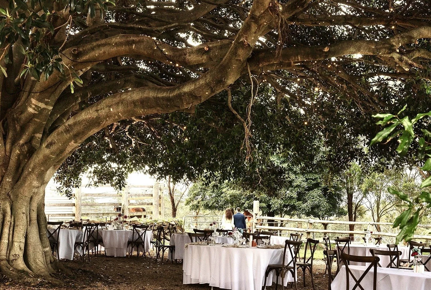 Fig Tree Park wedding venue