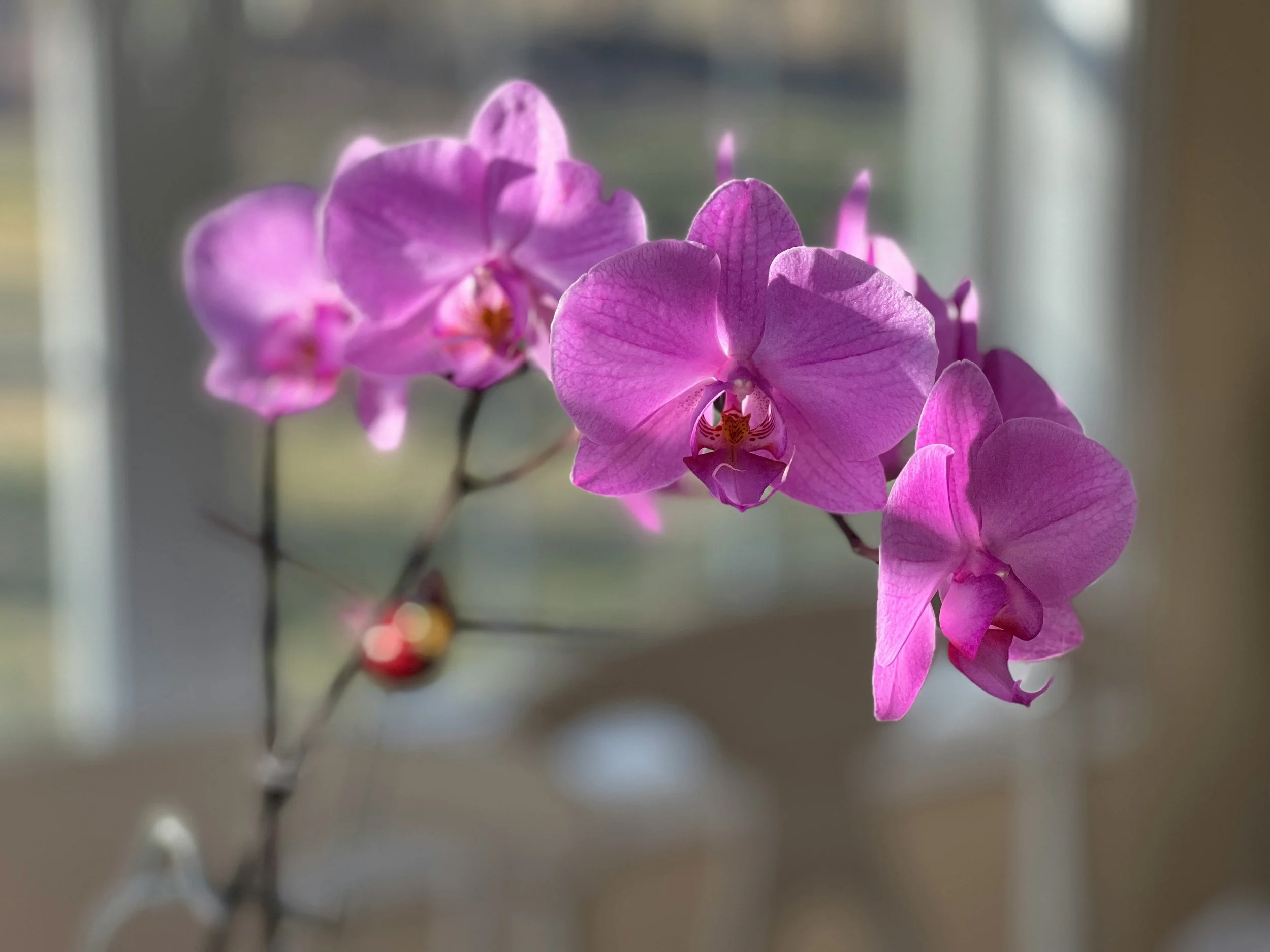 The Perfect Flowers to Gift for Mother’s Day in Hong Kong 2026