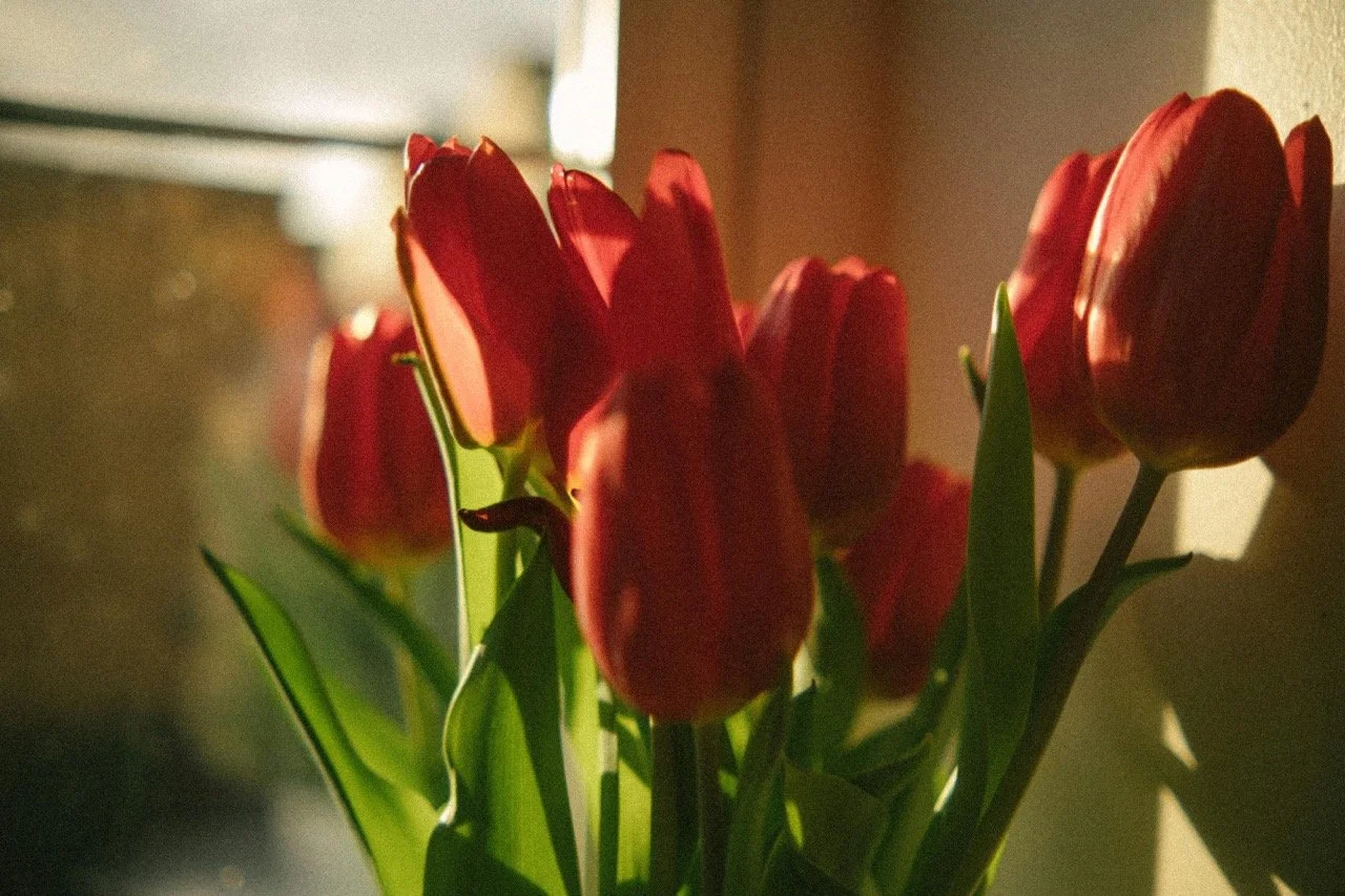 red tulips