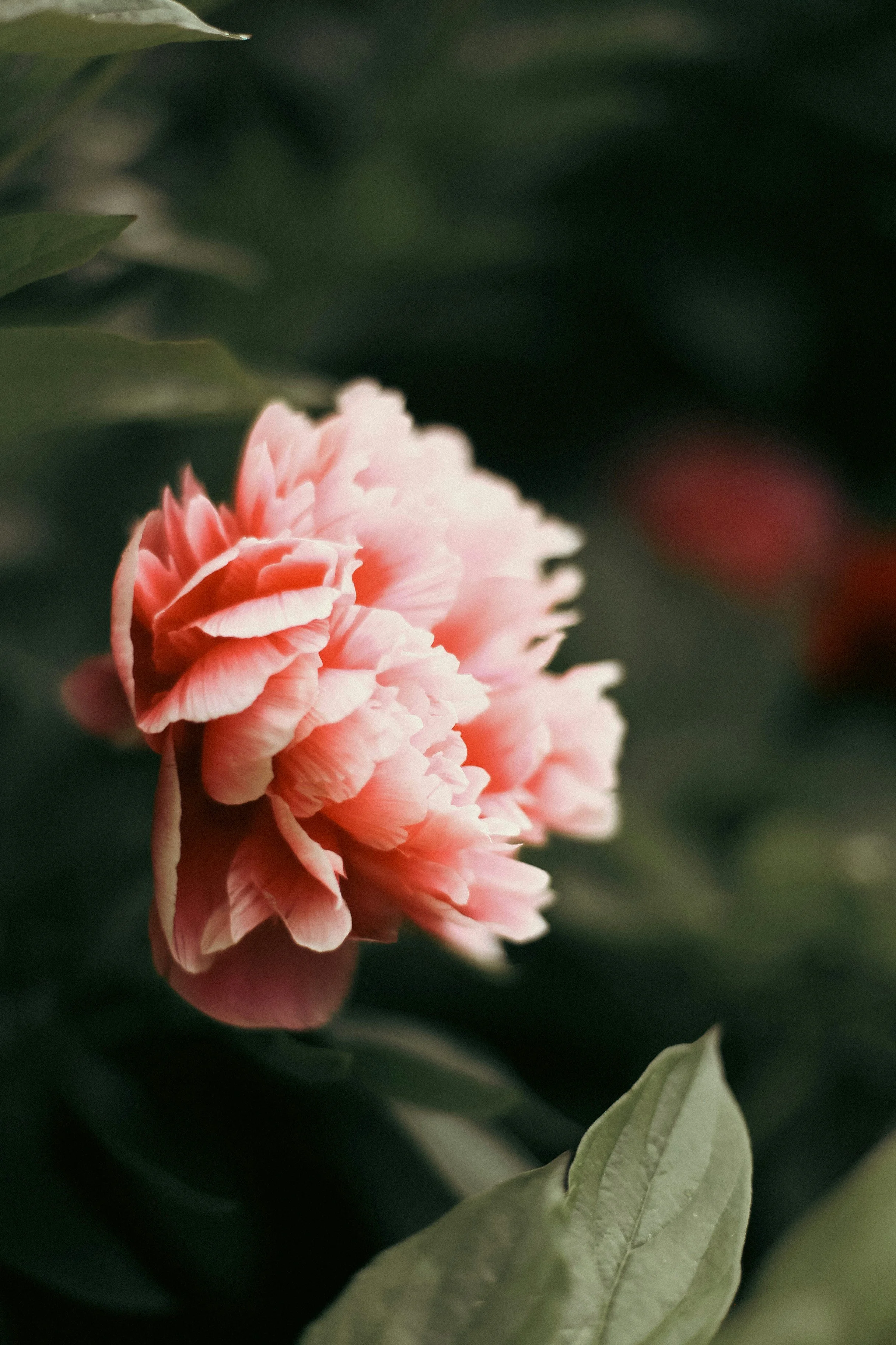 8 Flowers That Say "I'm Thinking of You"