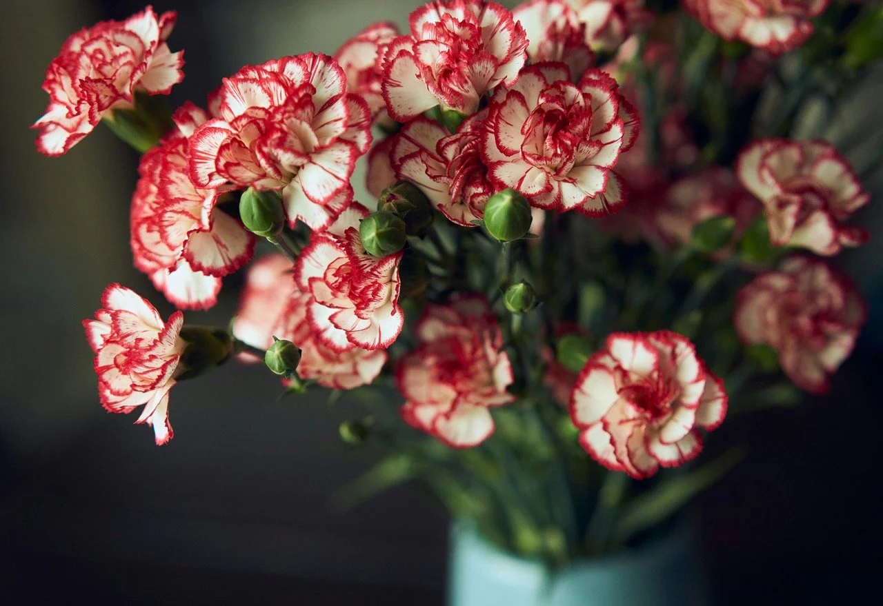Which Flower Matches Your Star Sign? 