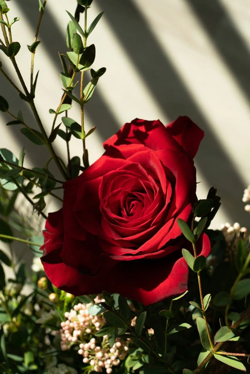 The Timeless Romance of Red Roses: Why They Remain the Ultimate ...