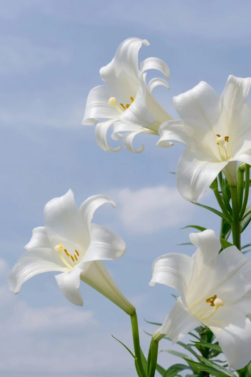 white lily flowers